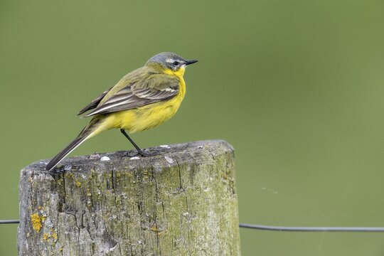 Yellow wagtail (Motacilla flava), Lower Saxony, Germany