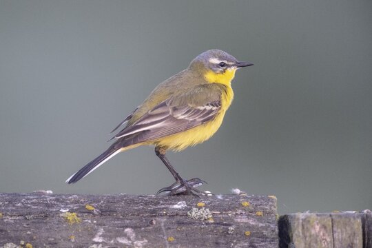 Yellow wagtail (Motacilla flava), Lower Saxony, Germany