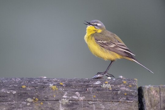 Yellow wagtail (Motacilla flava), Lower Saxony, Germany