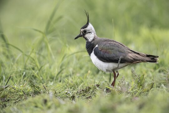 Lapwing (Vanellus vanellus) with young, Lower Saxony, Germany