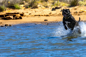 Black Cane Corso guard dog running in water, dog training, © dominikspalek.pl