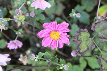 Obraz premium Japanese anemone, Anémone du Japon hybride - Eriocapitella × hybrida - Ranunculaceae, Renonculacées
