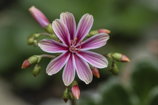 Bitterroot (Lewisia cotyledon-Hybride), Emsland, Lower Saxony, Germany