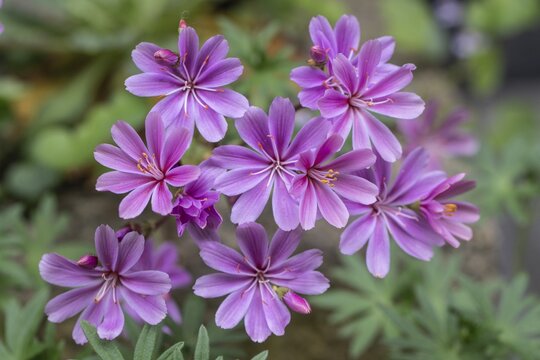 Bitterroot (Lewisia cotyledon-Hybride), Emsland, Lower Saxony, Germany