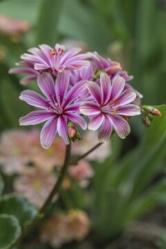 Bitterroot (Lewisia cotyledon-Hybride), Emsland, Lower Saxony, Germany