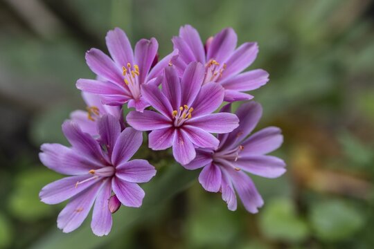 Bitterroot (Lewisia cotyledon-Hybride), Emsland, Lower Saxony, Germany