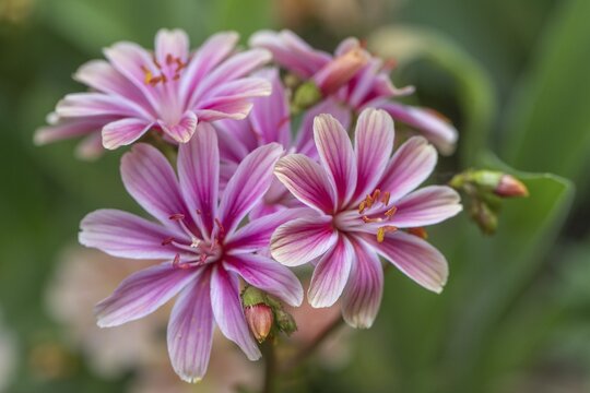 Bitterroot (Lewisia cotyledon-Hybride), Emsland, Lower Saxony, Germany