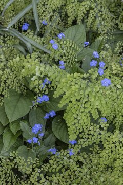 Gedenkemein (Omphalodes verna) between maidenhair fern (Adiantum capillus-veneris), Emsland, Lower Saxony, Germany