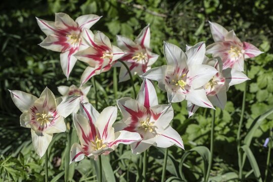 Tulip (Tulipa Marilyn), Emsland, Lower Saxony, Germany