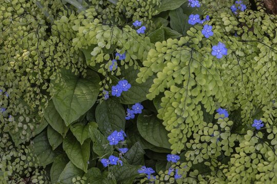 Gedenkemein (Omphalodes verna) between maidenhair fern (Adiantum capillus-veneris), Emsland, Lower Saxony, Germany