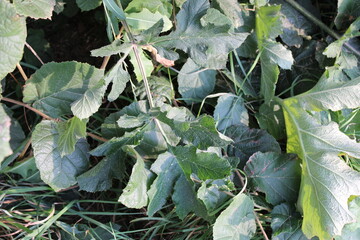 Hogweed, Berce commune, Gemeiner Barenklau, Panace comune, Canabras, Branca ursina  - Heracleum sphondylium - Apiaceae