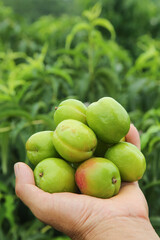 Fresh Green Aksu Apricots in Hand with Natural Garden Background