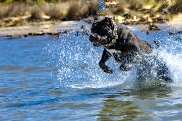 Black Cane Corso guard dog running in water, dog training, © dominikspalek.pl
