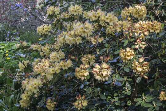 Rhododendron blossom (Rhododendron Nancy Evans), Emsland, Lower Saxony, Germany