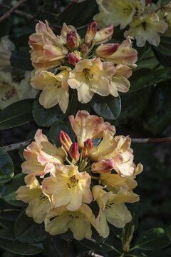 Rhododendron blossom (Rhododendron Nancy Evans), Emsland, Lower Saxony, Germany