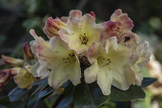 Rhododendron blossom (Rhododendron Nancy Evans), Emsland, Lower Saxony, Germany
