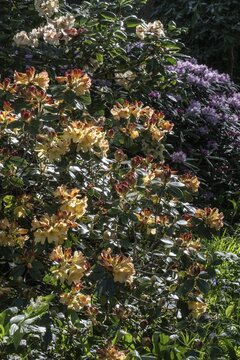 Rhododendron blossom (Rhododendron Nancy Evans), Emsland, Lower Saxony, Germany