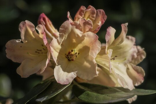 Rhododendron blossom (Rhododendron Nancy Evans), Emsland, Lower Saxony, Germany