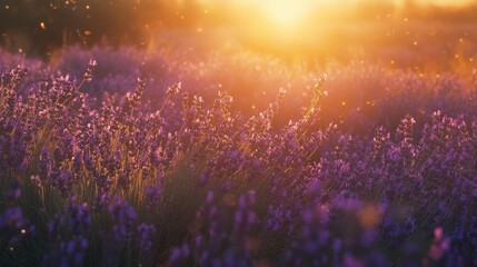Lavender field sunset
