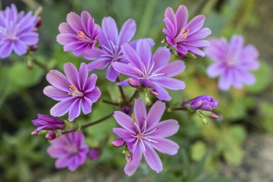 Bitterroot (Lewisia cotyledon Hybride), Emsland, Lower Saxony, Germany