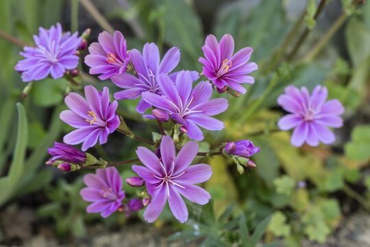Bitterroot (Lewisia cotyledon Hybride), Emsland, Lower Saxony, Germany