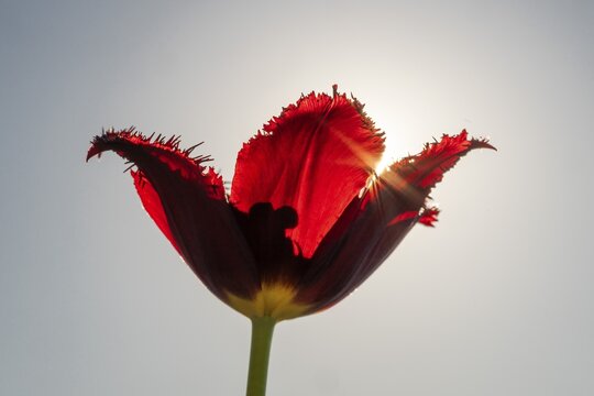 Red tulip (Tulipa) against the light, stamp silhouette