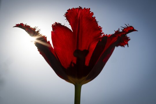Red tulip (Tulipa) backlit, stamp silhouette, blue sky