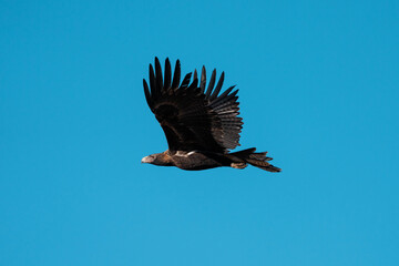 flying wedgetail eagle in a nest in a gum tree in australia