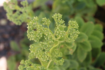Garden Stonecrop, Orpin reprise, Rote Waldfetthenne, Borracina maggiore, Aranto, Hierba callera, Hylotelephium telephium, Crassulaceae