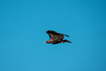 flying wedgetail eagle in a nest in a gum tree in australia