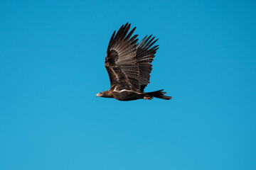 flying wedgetail eagle in a nest in a gum tree in australia