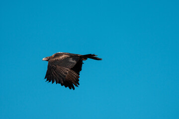 flying wedgetail eagle in a nest in a gum tree in australia