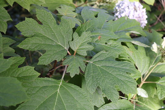 Oakleaf hydrangea, Eikenbladhortensia, Tammihortensia, Hortensia feuille de chene, Eichenblattrige Hortensie, Hortensia de hoja de roble - Hydrangea quercifolia 'Snow Queen' - Hydrangeaceae