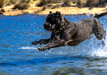Black Cane Corso guard dog running in water, dog training, © dominikspalek.pl