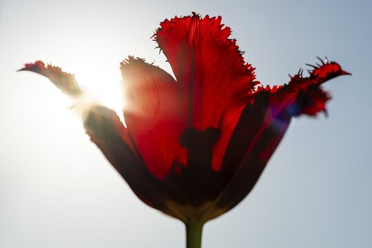 Red tulip (Tulipa) against the light, stamp silhouette