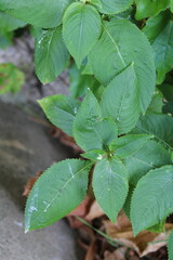 Kashmir Balsam, Balsamine de Balfour, Balfour Springkraut, Balsamina de Balfour, Impaziente di Balfour - Impatiens balfourii - Balsaminaceae