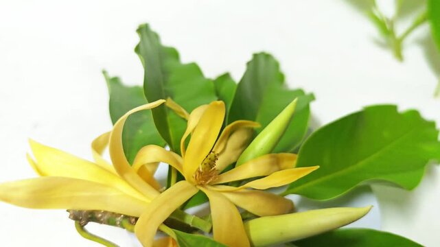 Champaka Fragrant aroma on white background.