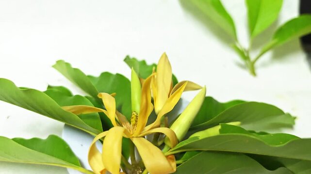 Champaka Fragrant aroma on white background.