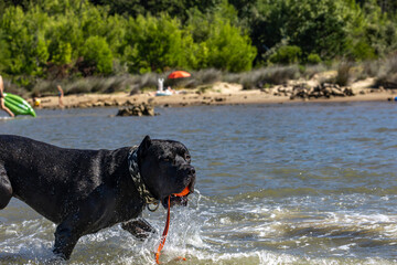 Black Cane Corso guard dog running in water, dog training, © dominikspalek.pl