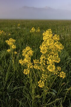 Rape, overgrown, morning light, fog, mountains, sunny, spring, Loisach-Lake Kochel-Moor, Alpine foothills, Bavaria, Germany