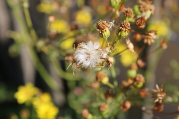 Wandering ragwort, Jacobée erratique, Spreizendes Kreuzkraut, Senecione dei fossi, Tasneirinha, Hierba de Santiago - Jacobaea erratica - Asteraceae