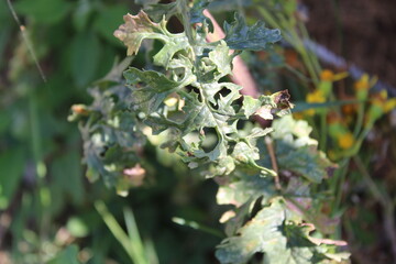 Wandering ragwort, Jacobée erratique, Spreizendes Kreuzkraut, Senecione dei fossi, Tasneirinha, Hierba de Santiago - Jacobaea erratica - Asteraceae