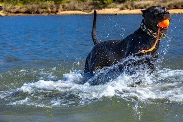 Black Cane Corso guard dog running in water, dog training, © dominikspalek.pl