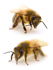 Honey bees macro set isolated on white background