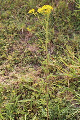 Wandering ragwort, Jacobée erratique, Spreizendes Kreuzkraut, Senecione dei fossi, Tasneirinha, Hierba de Santiago - Jacobaea erratica - Asteraceae