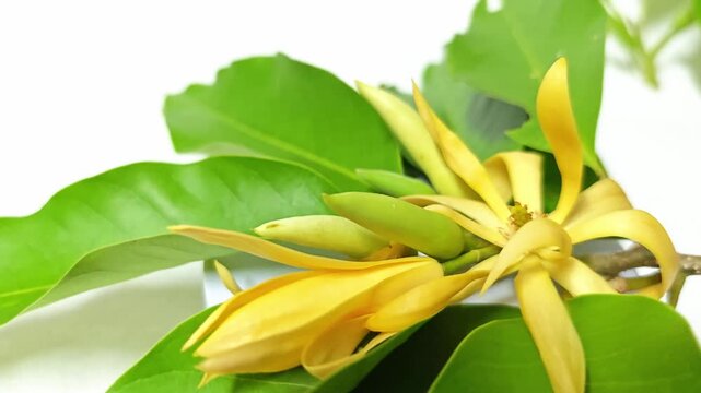 Champaka Fragrant aroma on white background.