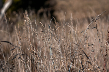 Fototapeta premium tall grass with seed heads with a herd of angus and murray grey cows, steers and bull grazing on th e pasture and resting under a tree on a beautiful sustainable agriculture farm in summer New Zealand