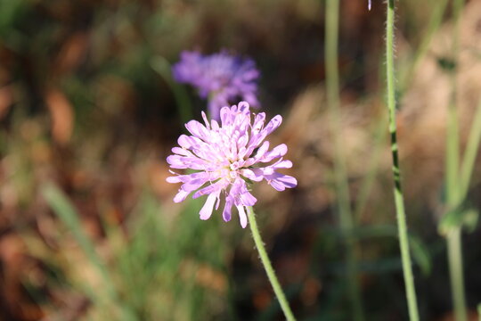 Field scabious, Knautie des champs, Wiesenskabiose, Ambretta comune, Escabiosa do campo, Escabiosa oficinal - Knautia Arvensis - Caprifoliaceae