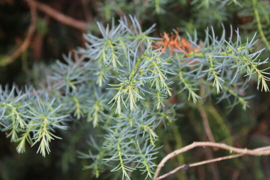 Common juniper, Gen&eacute;vrier commun, Gemeiner Wacholder, Ginepro comune, Zimbreiro comum, Enebro com&uacute;n - Juniperus communis - Cupressaceae