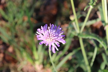 Field scabious, Knautie des champs, Wiesenskabiose, Ambretta comune, Escabiosa do campo, Escabiosa oficinal - Knautia Arvensis - Caprifoliaceae